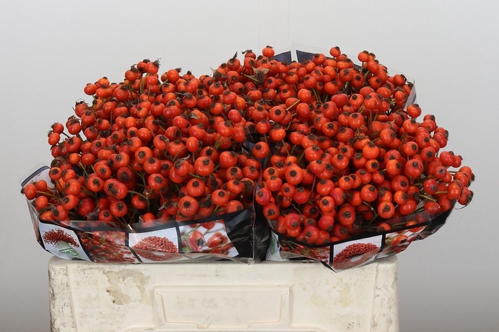 <h4>Rozenbottel Sunset Hiphop</h4>