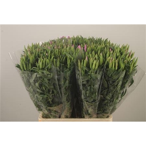 Clarkia Am Gr Lavendel