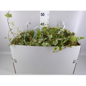 Hedera helix 'Eva'