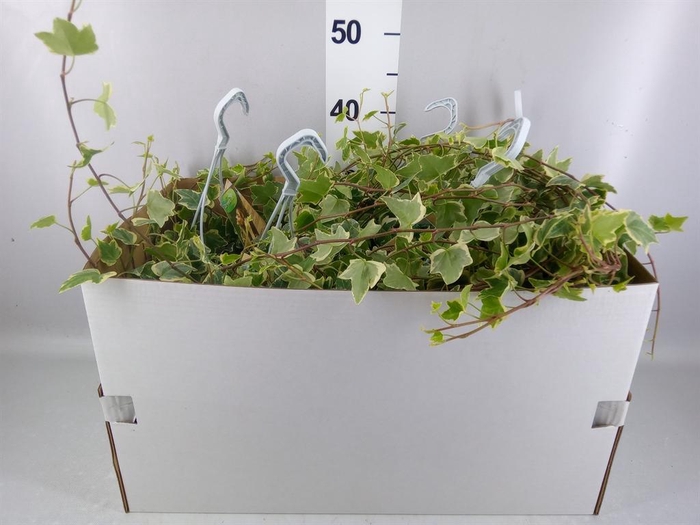 <h4>Hedera helix 'Eva'</h4>