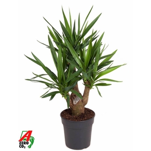 Yucca