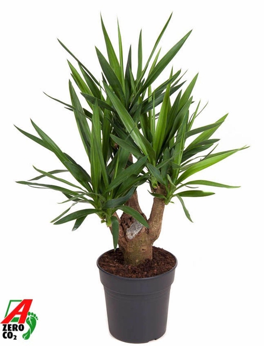 <h4>Yucca</h4>