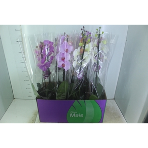 PHALAENOPSIS MIX P12