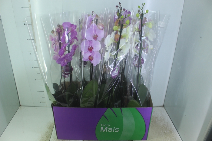 <h4>PHALAENOPSIS MIX P12</h4>