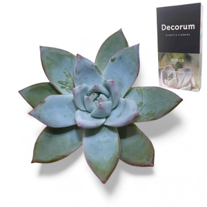 Echeveria Colorata Ice Cutflower