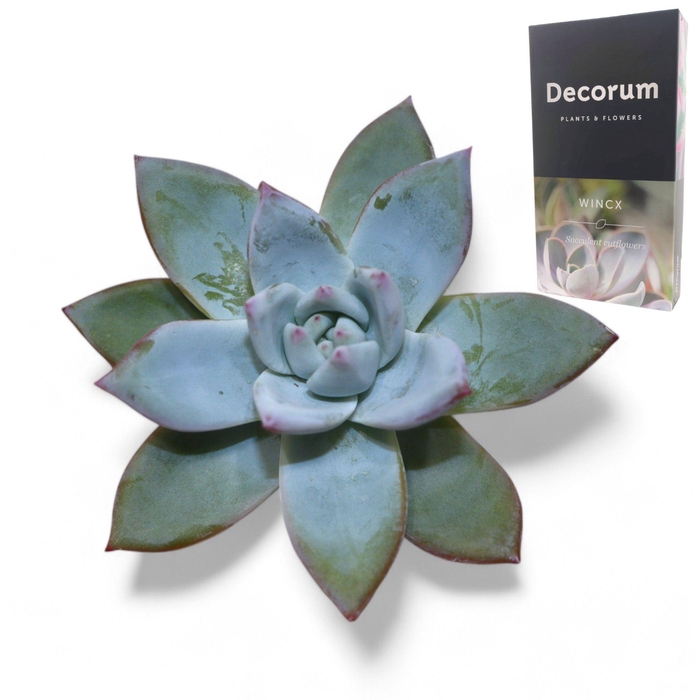 <h4>Echeveria Colorata Ice Cutflower</h4>