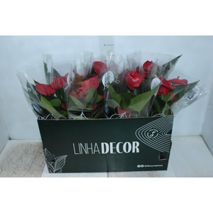 ANTHURIUM PICANTA RED P15