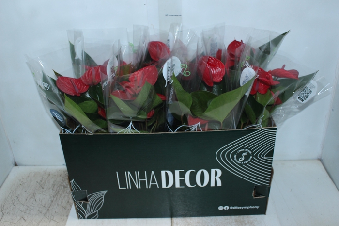 <h4>ANTHURIUM PICANTA RED P15</h4>