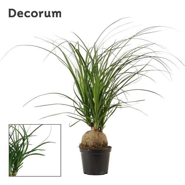 <h4>Nolina recurvata</h4>