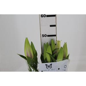 LIRIO ORIENTAL ROSA 050 CM HT 2/3 F
