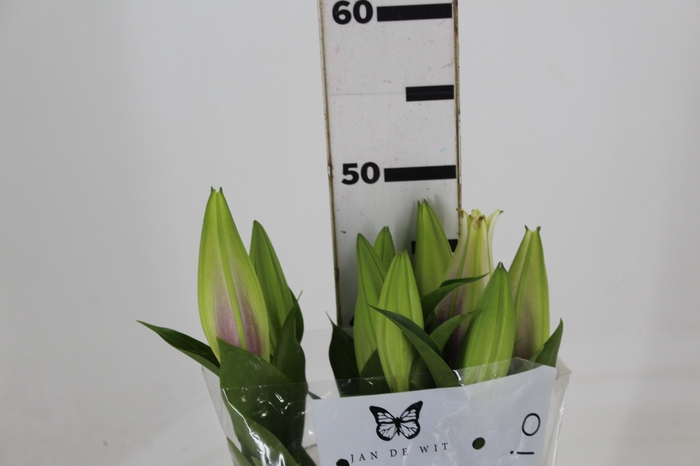 <h4>LIRIO ORIENTAL ROSA 050 CM HT 2/3 F</h4>