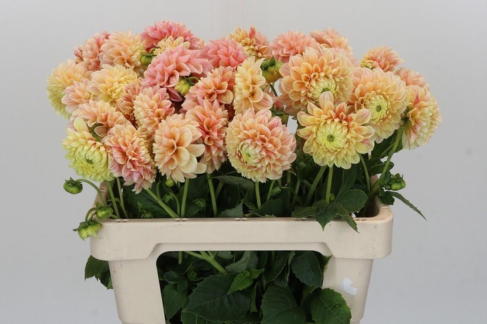 Dahlia Sweet Suzanne