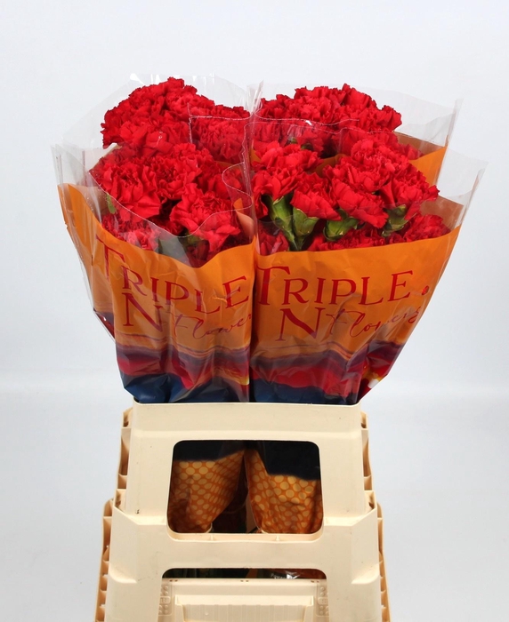 <h4>DI ST GRAND SLAM</h4>