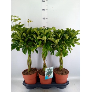 Schefflera arbor. 'Compacta'
