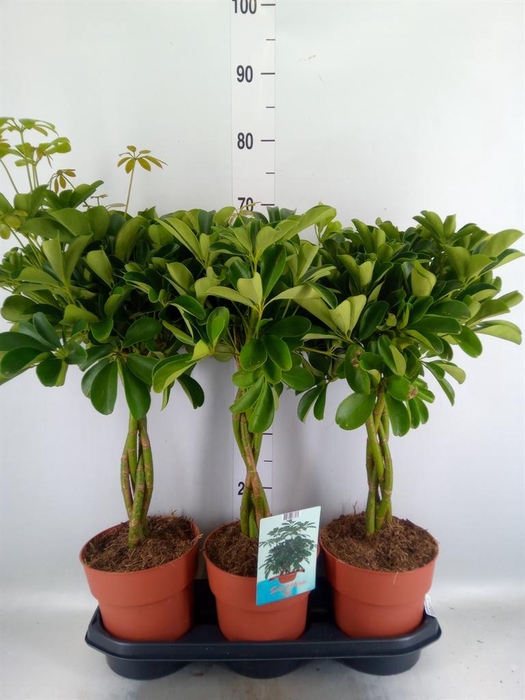 <h4>Schefflera arbor. 'Compacta'</h4>