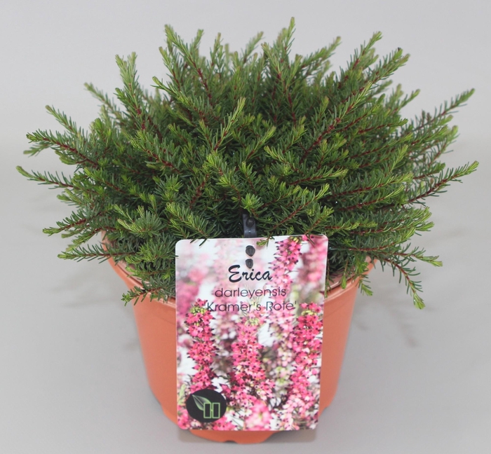 <h4>Erica darleyensis 'Kramer's Rote' C2</h4>