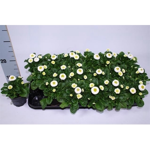 BELLIS P KL RU WHITE