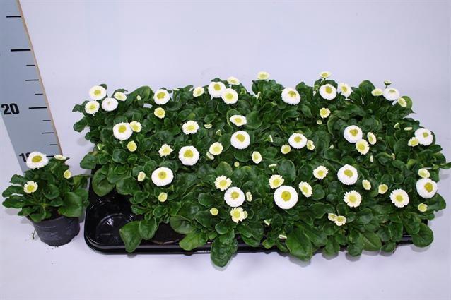 <h4>BELLIS P KL RU WHITE</h4>