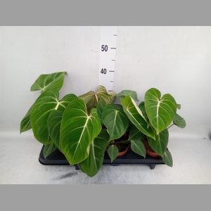 Philodendron gloriosum