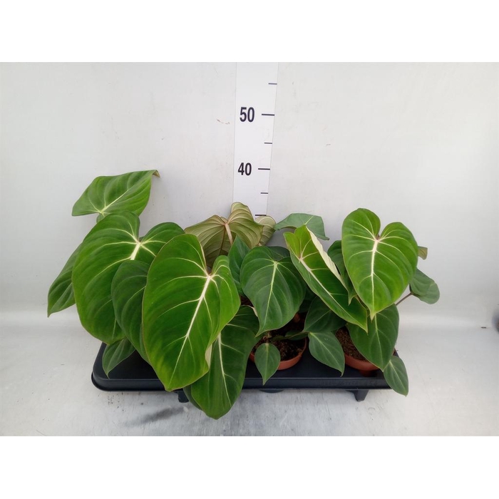 <h4>Philodendron gloriosum</h4>