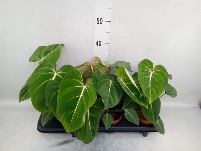<h4>Philodendron gloriosum</h4>
