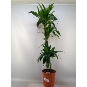 Dracaena frag. 'Janet Craig'