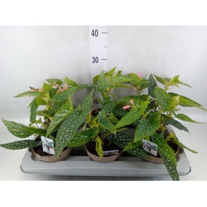 Begonia BD mac. 'Wightii'