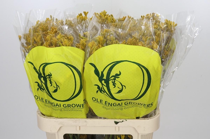 <h4>Anigozanthos Yellow Gem</h4>