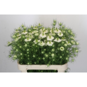 Nigella damascena overig