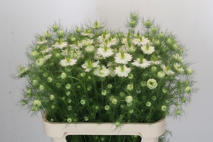 <h4>Nigella damascena overig</h4>