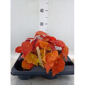Begonia BD   ...