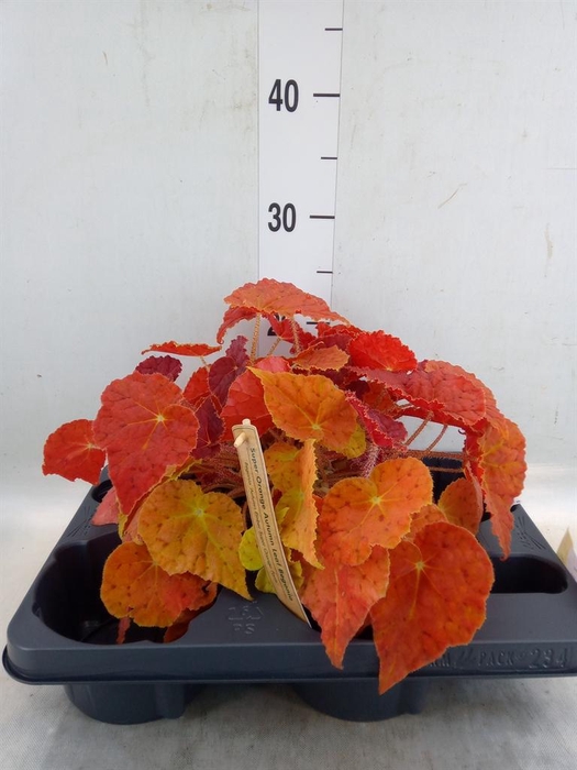 <h4>Begonia BD   ...</h4>