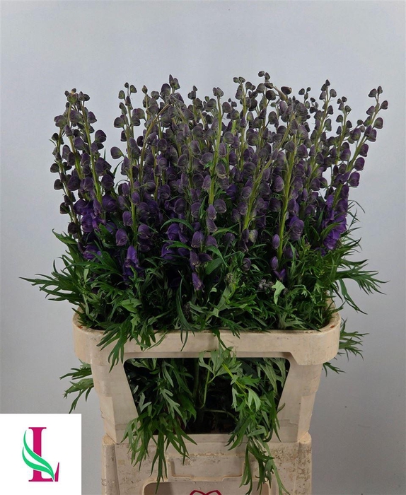 <h4>Aconitum Na Pyramidale</h4>