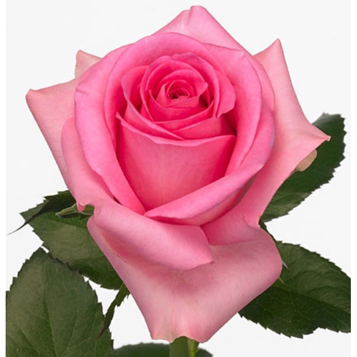 <h4>Rosa Revival</h4>
