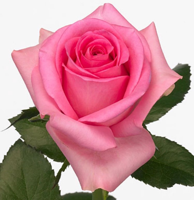 Rosa Revival