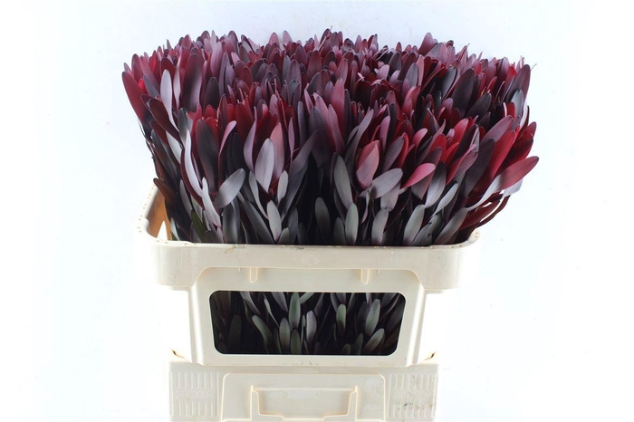 <h4>LEUCAD SAF SUNSET</h4>