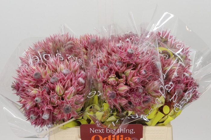 <h4>Blushing Bride Ayoba Pretty & Pink 10+</h4>