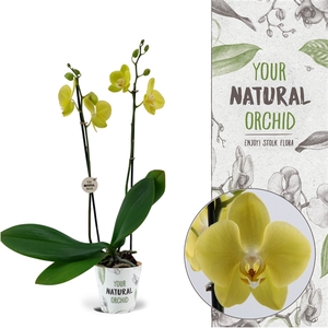 Your Natural Orchid | Savona | Phalaenopsis 2 spike