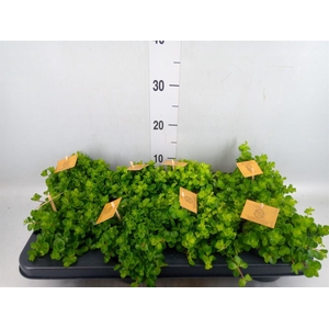 Peperomia rotundifolia