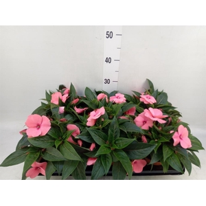 Impatiens NG 'ColPow Salmon'