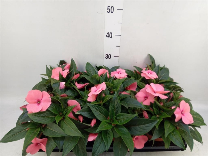 <h4>Impatiens NG 'ColPow Salmon'</h4>