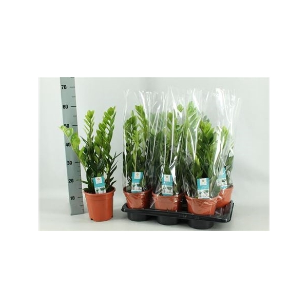 <h4>Zamio Zamiifolia 5+</h4>