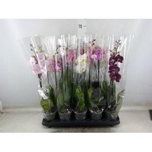 Phalaenopsis   ...mix