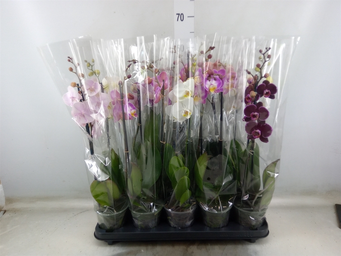 <h4>Phalaenopsis   ...mix</h4>
