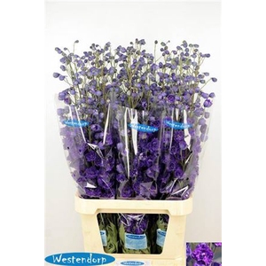Delph Du Kissi Dark Purple