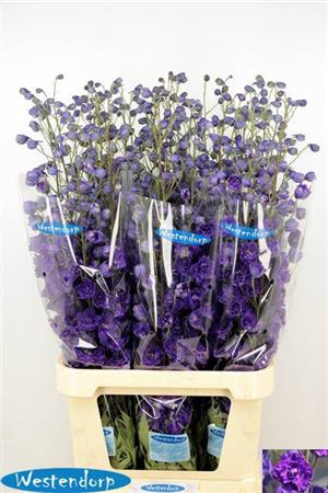 <h4>Delph Du Kissi Dark Purple</h4>