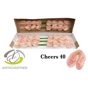 Anthurium Cheers