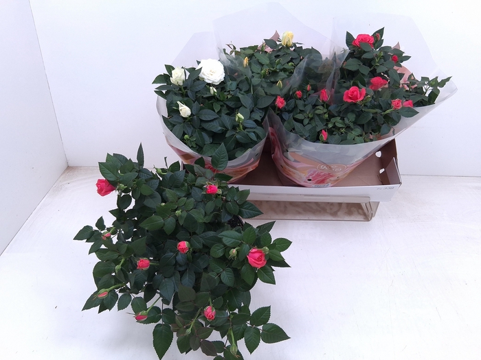 <h4>RO FAV RO GEM 3 SRT</h4>