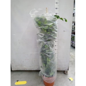 Ficus benja. 'Danielle'