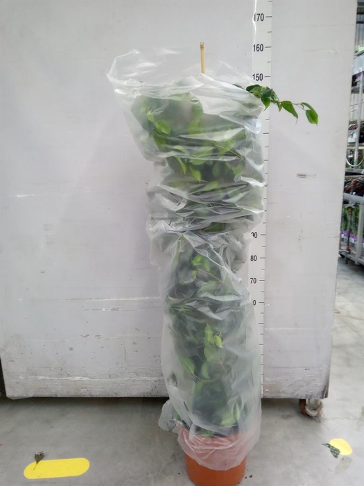 <h4>Ficus benja. 'Danielle'</h4>